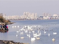 出租荣成城区特色海景房，看湖看海看天鹅，华发樱花湖